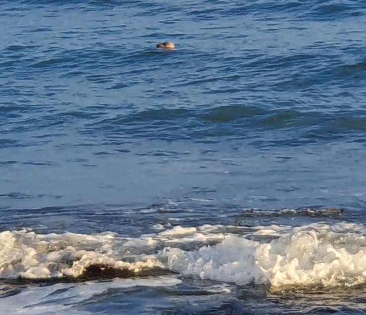 Seals on the way back from a walk