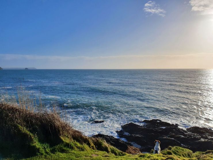 Signs of spring at Treloan