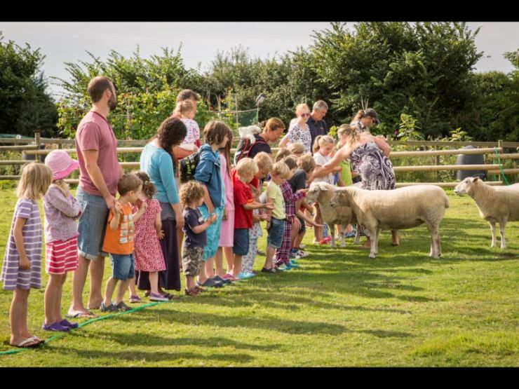 Children feeding sheep